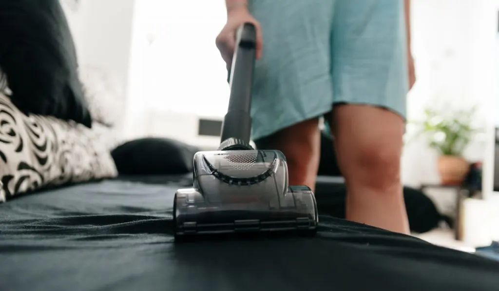 woman cleaning sofar with vaccum